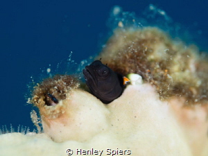 Red Banner Blenny at Home by Henley Spiers 